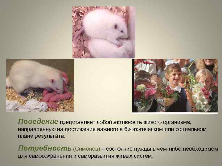 Поведение представляет собой активность живого организма, направленную на достижение важного в биологическом или социальном