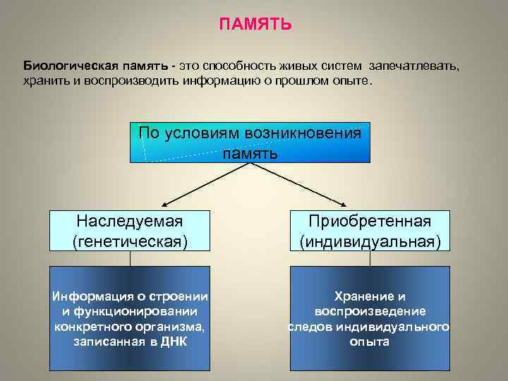 Презентация по биологии память и обучение