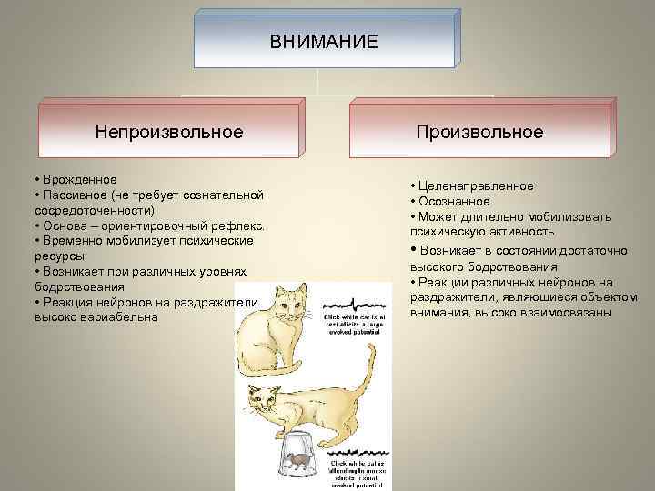 ВНИМАНИЕ Непроизвольное • Врожденное • Пассивное (не требует сознательной сосредоточенности) • Основа – ориентировочный