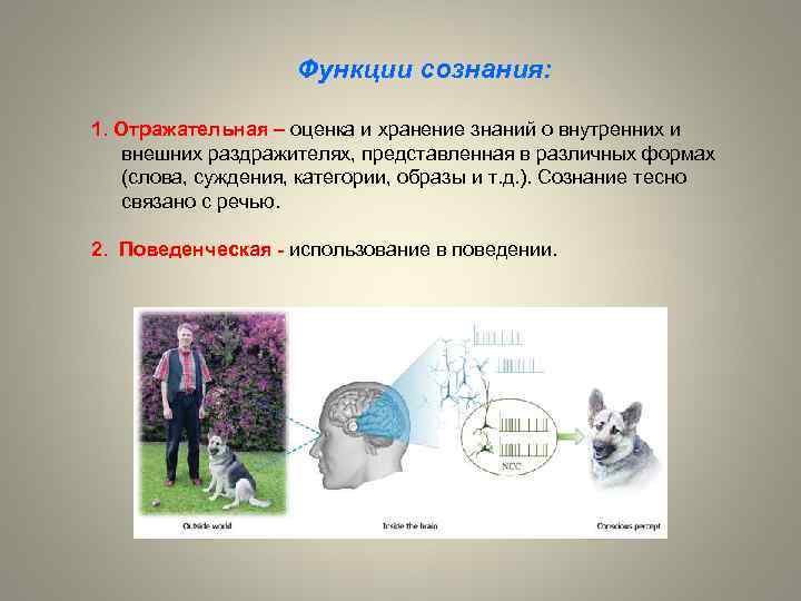 Функции сознания: 1. Отражательная – оценка и хранение знаний о внутренних и внешних раздражителях,