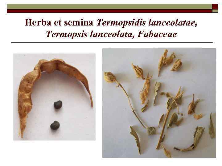 Herba et semina Termopsidis lanceolatae, Termopsis lanceolata, Fabaceae 