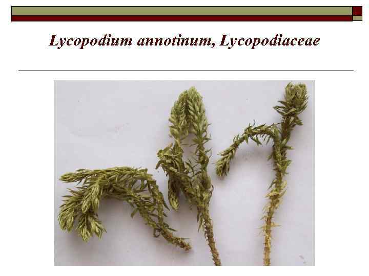 Lycopodium annotinum, Lycopodiaceae 