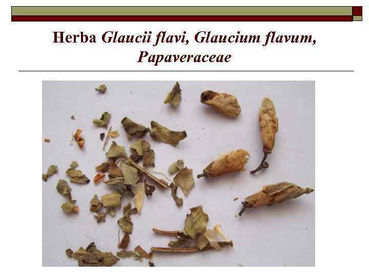 Herba Glaucii flavi, Glaucium flavum, Papaveraceae 