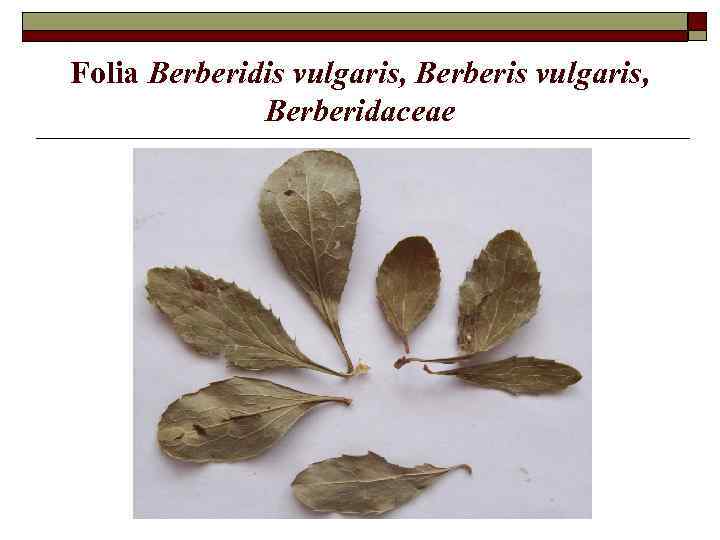 Folia Berberidis vulgaris, Berberidaceae 