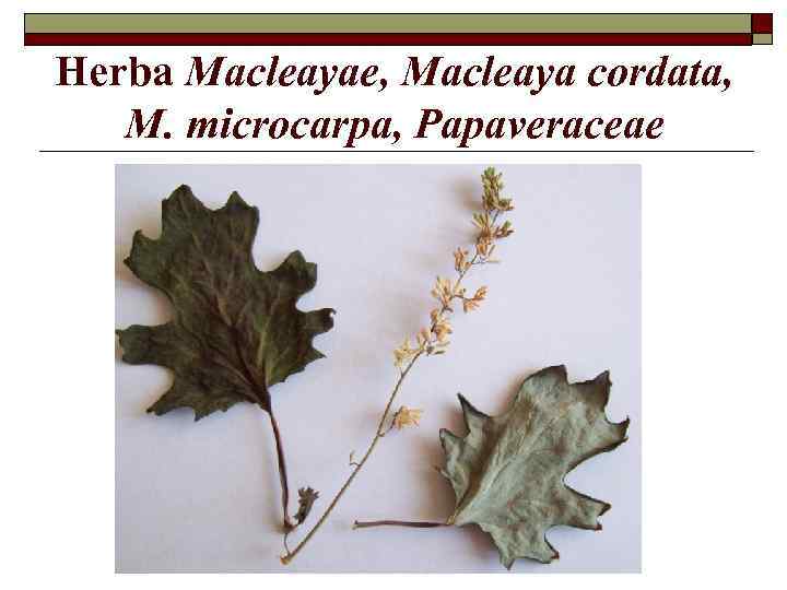 Herba Macleayae, Macleaya cordata, M. microcarpa, Papaveraceae 