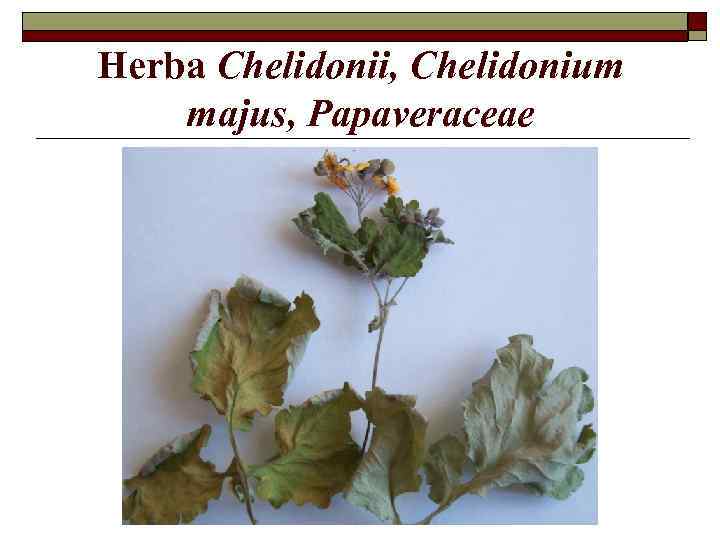 Herba Chelidonii, Chelidonium majus, Papaveraceae 