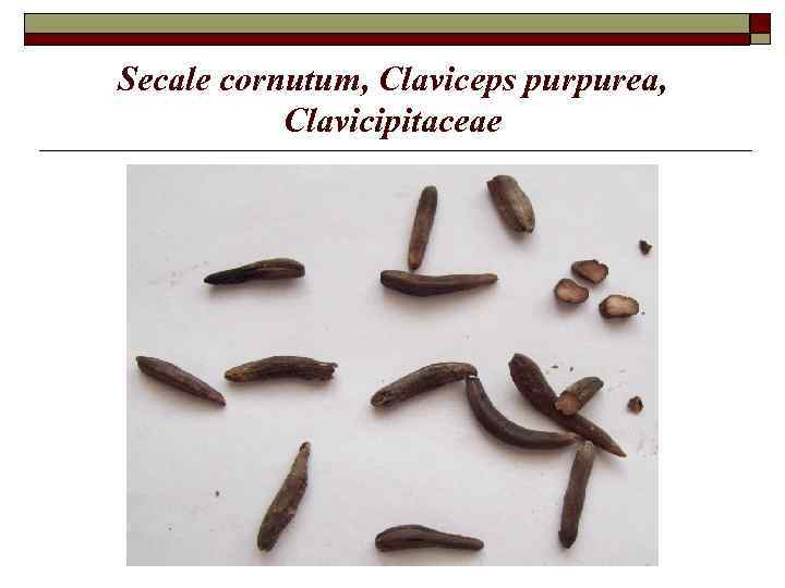 Secale cornutum, Claviceps purpurea, Clavicipitaceae 