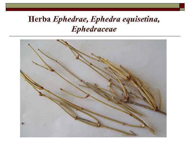 Herba Ephedrae, Ephedra equisetina, Ephedraceae 