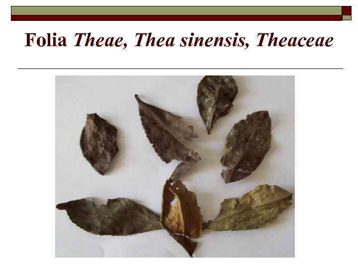 Folia Theae, Thea sinensis, Theaceae 