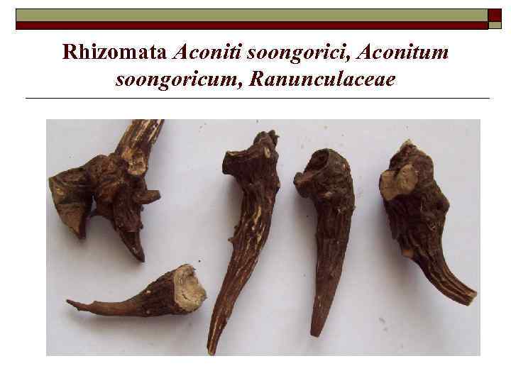 Rhizomata Aconiti soongorici, Aconitum soongoricum, Ranunculaceae 