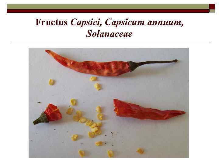 Fructus Capsici, Capsicum annuum, Solanaceae 