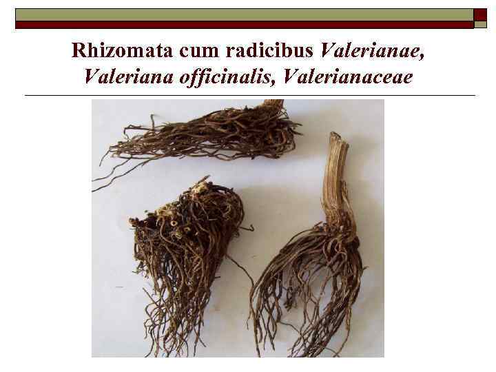 Rhizomata cum radicibus Valerianae, Valeriana officinalis, Valerianaceae 