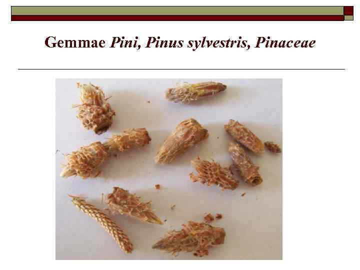 Gemmae Pini, Pinus sylvestris, Pinaceae 