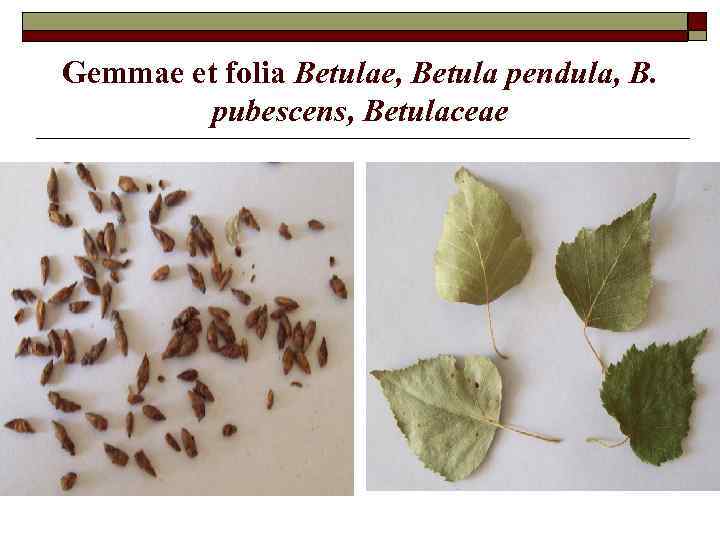 Gemmae et folia Betulae, Betula pendula, B. pubescens, Betulaceae 