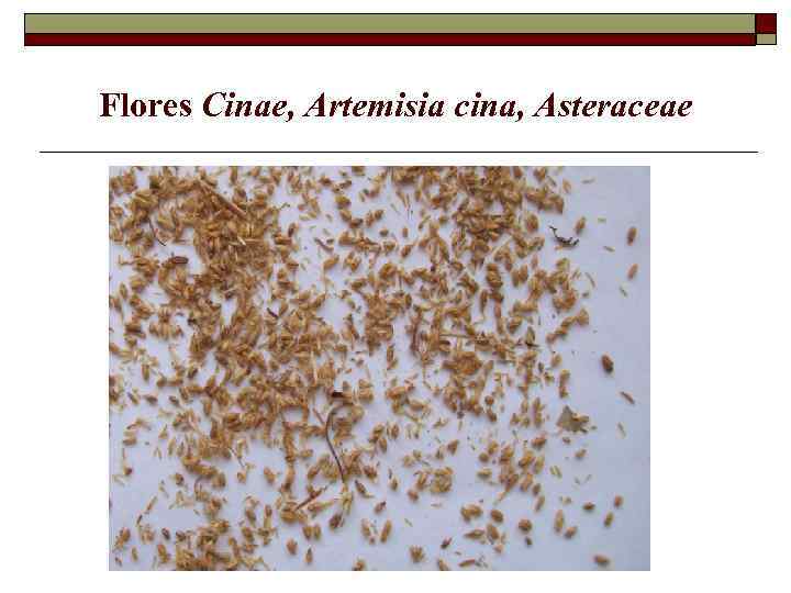 Flores Cinae, Artemisia cina, Asteraceae 