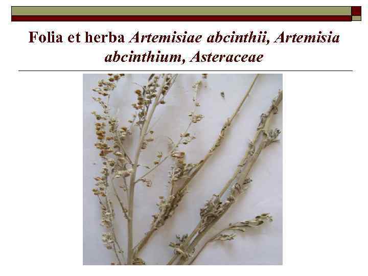 Folia et herba Artemisiae abcinthii, Artemisia abcinthium, Asteraceae 