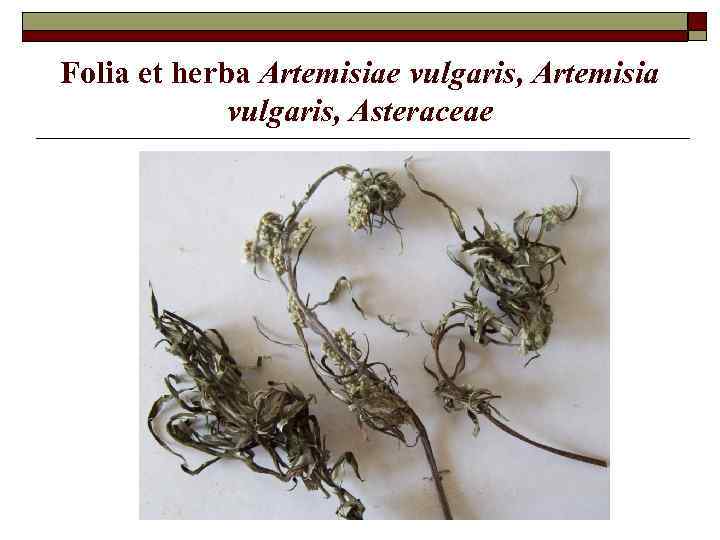 Folia et herba Artemisiae vulgaris, Artemisia vulgaris, Asteraceae 