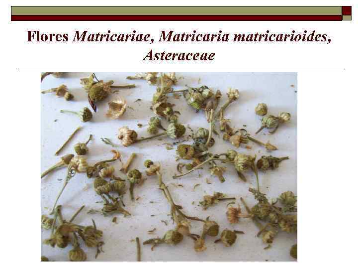 Flores Matricariae, Matricaria matricarioides, Asteraceae 
