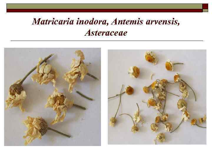 Matricaria inodora, Antemis arvensis, Asteraceae 