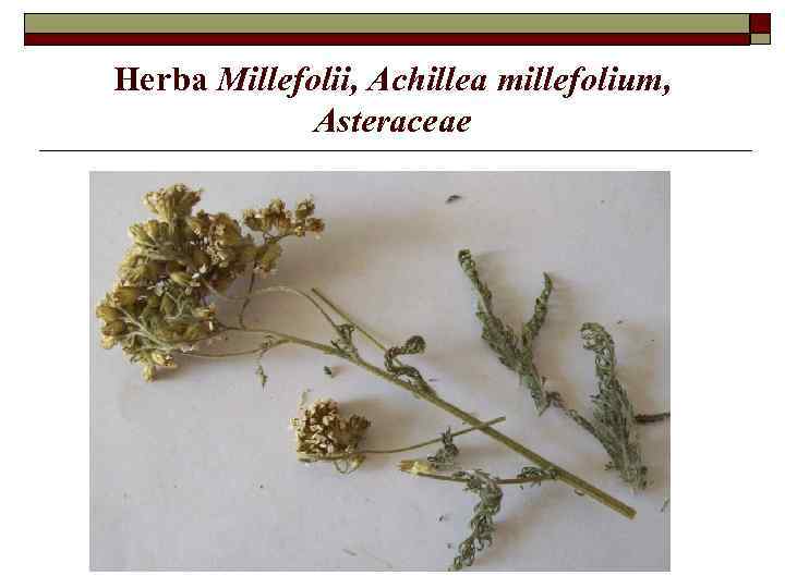 Herba Millefolii, Achillea millefolium, Asteraceae 