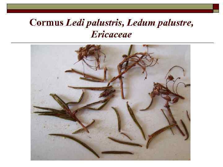 Cormus Ledi palustris, Ledum palustre, Ericaceae 