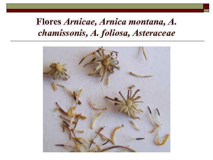 Flores Arnicae, Arnica montana, A. chamissonis, A. foliosa, Asteraceae 