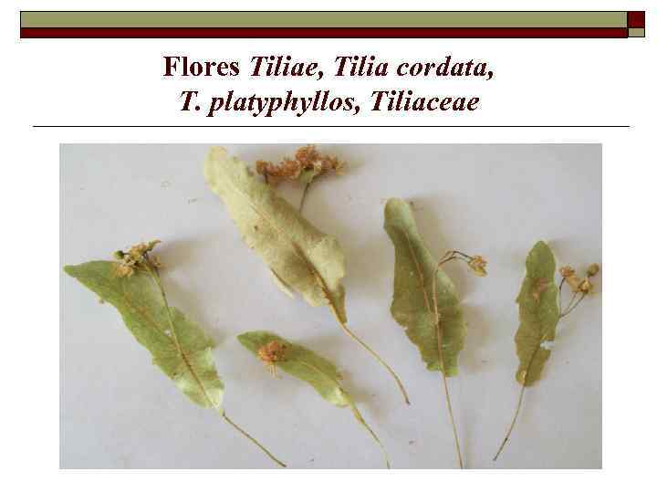 Flores Tiliae, Tilia cordata, T. platyphyllos, Tiliaceae 