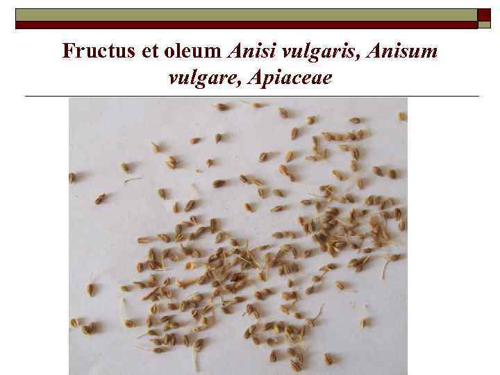 Fructus et oleum Anisi vulgaris, Anisum vulgare, Apiaceae 