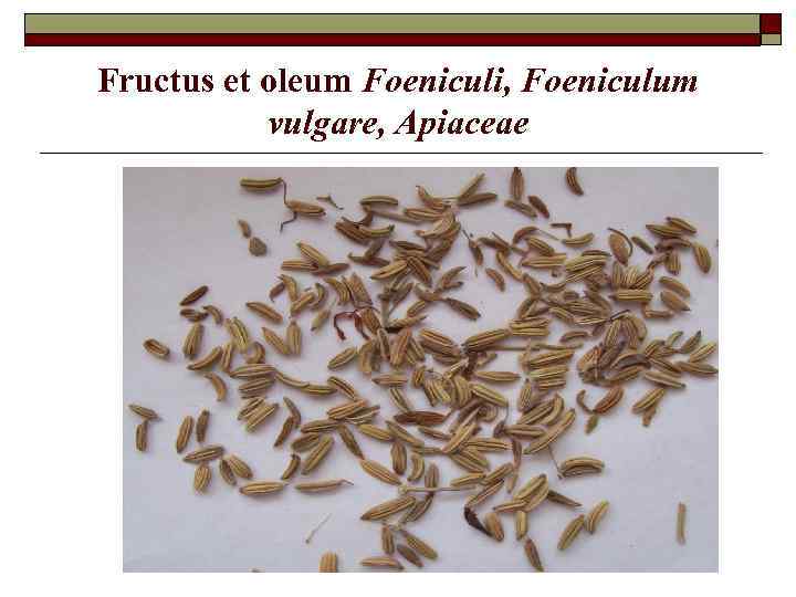 Fructus et oleum Foeniculi, Foeniculum vulgare, Apiaceae 