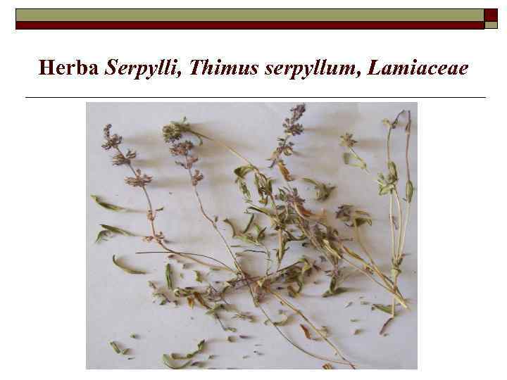 Herba Serpylli, Thimus serpyllum, Lamiaceae 