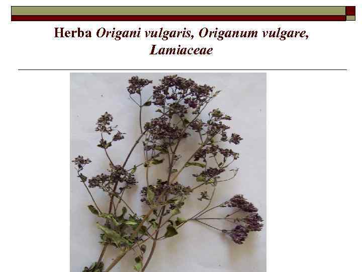 Herba Origani vulgaris, Origanum vulgare, Lamiaceae 
