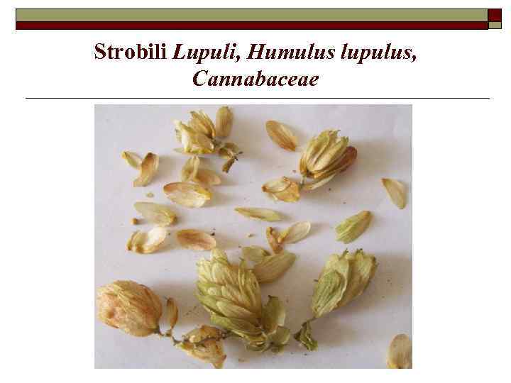 Strobili Lupuli, Humulus lupulus, Cannabaceae 