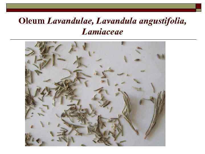 Oleum Lavandulae, Lavandula angustifolia, Lamiaceae 