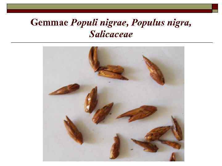 Gemmae Populi nigrae, Populus nigra, Salicaceae 