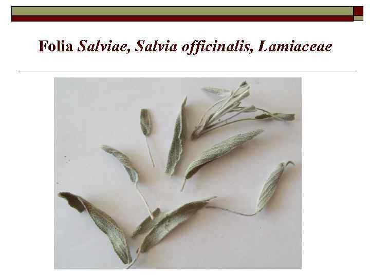 Folia Salviae, Salvia officinalis, Lamiaceae 