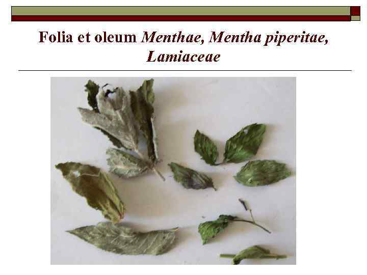 Folia et oleum Menthae, Mentha piperitae, Lamiaceae 