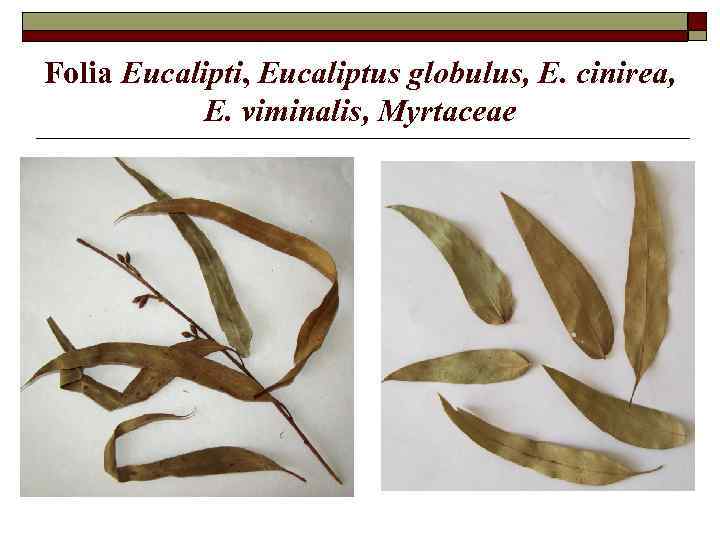Folia Eucalipti, Eucaliptus globulus, E. cinirea, E. viminalis, Myrtaceae 