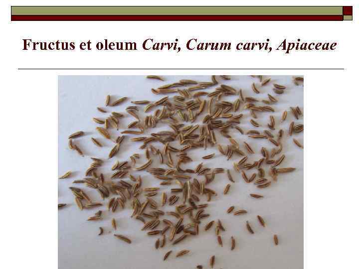 Fructus et oleum Carvi, Carum carvi, Apiaceae 