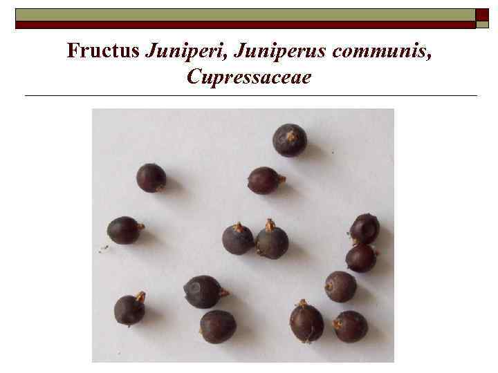 Fructus Juniperi, Juniperus communis, Cupressaceae 