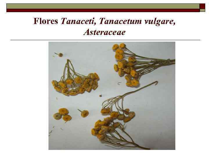 Flores Tanaceti, Tanacetum vulgare, Asteraceae 