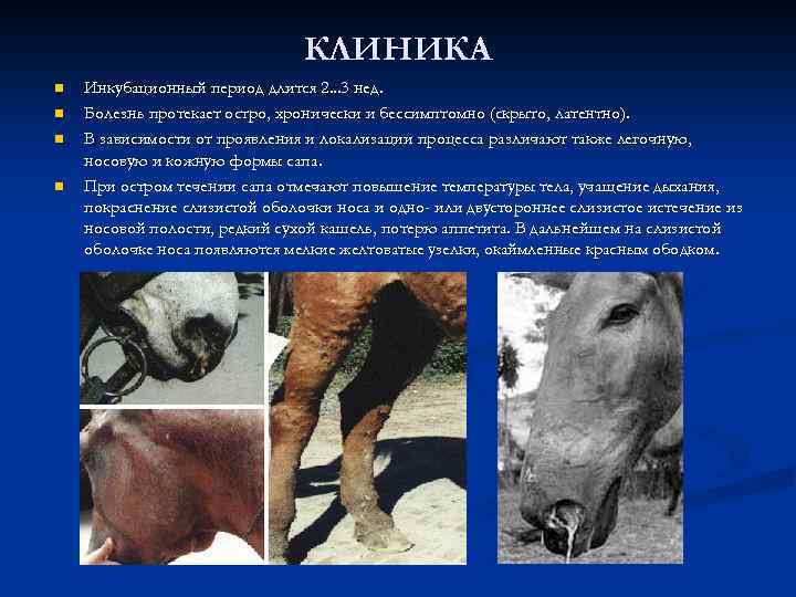 КЛИНИКА n n Инкубационный период длится 2. . . 3 нед. Болезнь протекает остро,