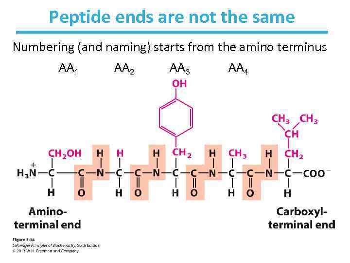 Amino Acids Peptides Proteins Learning Goals Structure