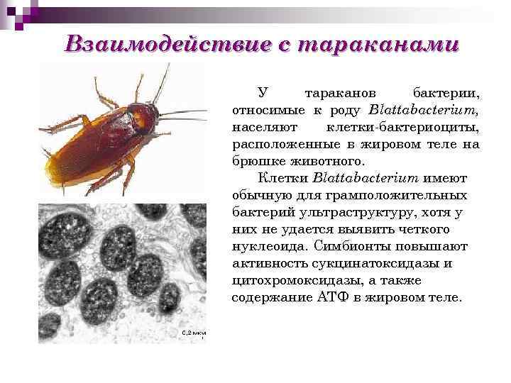 Взаимодействие с тараканами У тараканов бактерии, относимые к роду Blattabacterium, населяют клетки-бактериоциты, расположенные в