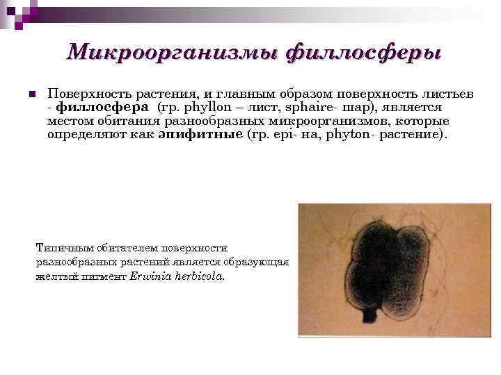 Микроорганизмы филлосферы n Поверхность растения, и главным образом поверхность листьев - филлосфера (гр. phyllon