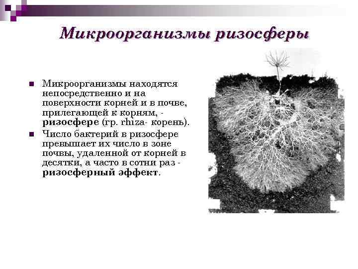 Микроорганизмы ризосферы n n Микроорганизмы находятся непосредственно и на поверхности корней и в почве,