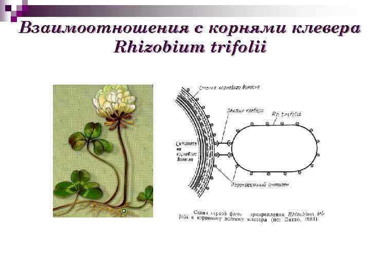 Взаимоотношения с корнями клевера Rhizobium trifolii 