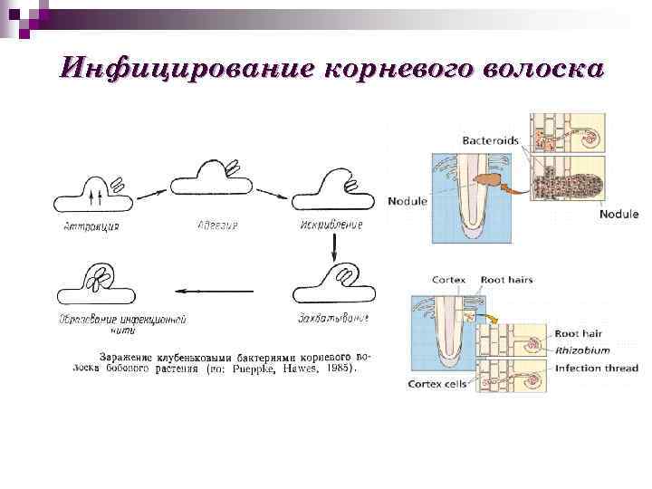 Инфицирование корневого волоска 