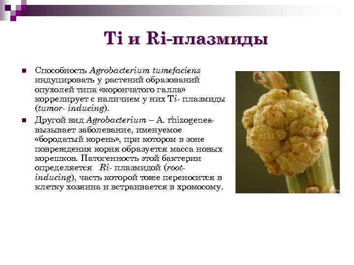 Ti и Ri-плазмиды n n Способность Agrobacterium tumefaciens индуцировать у растений образований опухолей типа