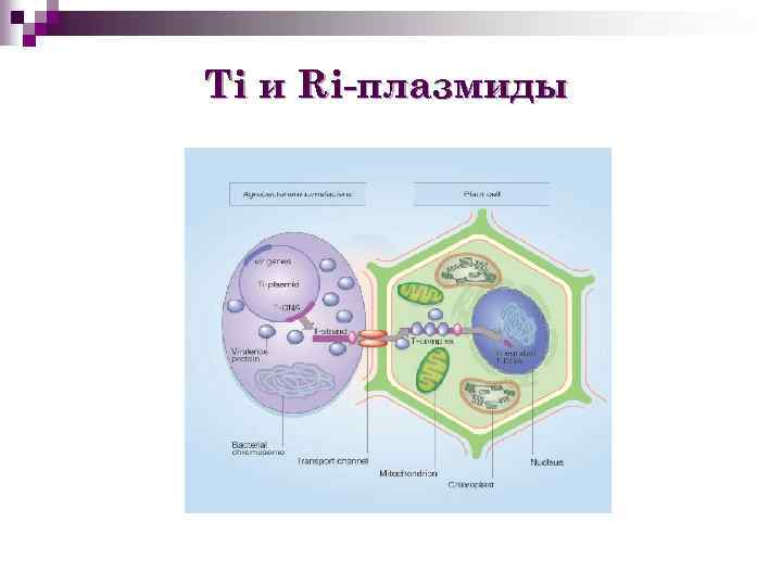Ti и Ri-плазмиды 