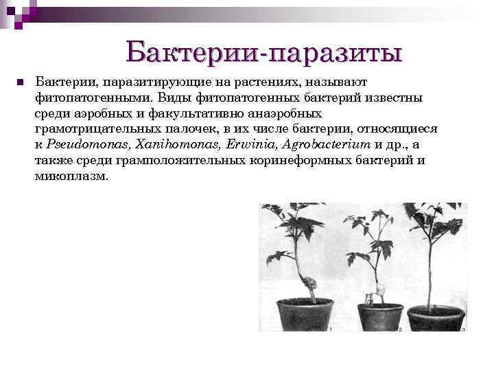 Бактерии-паразиты n Бактерии, паразитирующие на растениях, называют фитопатогенными. Виды фитопатогенных бактерий известны среди аэробных